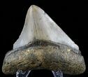 Juvenile Megalodon Tooth - North Carolina #59178-2